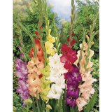 Royal De Ree Gladiolus P Largeflowering Mix 10/1 Cene'.'