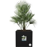 ELHO Korito za rastline vivo next quadrat - 30 cm - Črna Cene