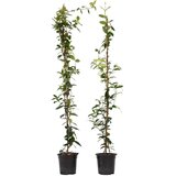 Plant in a Box zvezdasti jasmin - 2 kos - trachelospermum jasminoides - V110-120cm - ⌀17cm, (21757707) | Shoptok.si