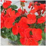  Pelargonium Zonale x 12 | Eponuda.ba