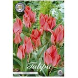  Cvjetne lukovice Tulipan Greigii Toronto (Crvena, Botanički opis: Tulipa) Cijene
