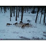 OXE Lovska kamera Spider 4G in klasični daljnogled FOMEI 7-21x40 ZCF Zoom + 32GB SD kartica, stojalo in 8 baterij! | Shoptok.si
