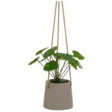 Casa Selección Umjetna biljka (visina 24 cm) Pilea – | shoptok.hr
