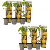 Plant in a Box malina - 6 kos - rubus idaeus 'fallgold' - višina 25-40cm - ⌀9cm, (21757802) Cene