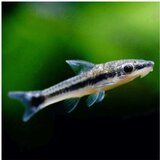 Akvarijum Centar Otocinklus sp. - Otocinklus | ePonuda.com