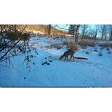 OXE Lovska kamera Tarantula WiFi 4K in klasični daljnogled FOMEI 7-21X40 ZCF Zoom + 32GB SD kartica, 8 kom baterija in stojalo! | Shoptok.si