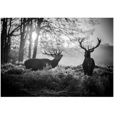 Tapeta - Deers in the Morning 450x315 | shoptok.hr