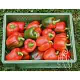 ReinSaat rS-Pa-20.20 (Yoyoma) | Shoptok.si