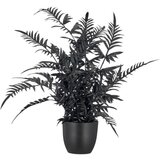 Mömax Umetna Rastlina Pteris Ii -Paz- Cene