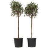 Plant in a Box oljka - 2 kos - olea europaea - višina 90-100cm - ⌀21cm, (21757844) | Shoptok.si