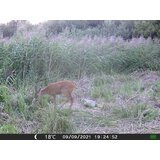 OXE Lovska kamera Gepard II in klasični daljnogled FOMEI 7-21x40 ZCF Zoom + 32GB SD kartica in 4 baterije! | Shoptok.si