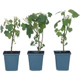 Plant in a Box slezenovec - 3 kos - anisodontea capensis 'el rayo' - višina 25-40cm - ⌀9cm, (21757503) Cene
