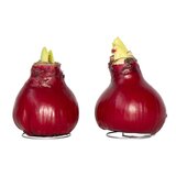 Plant in a Box Amarilis - Hippeastrum 'Wax Bordeaux' - Cvetna čebulica - Rdeča, (21739769) Cene