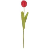 TULIPAN 43CM REX EDG | Eponuda.ba