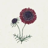 Scabiosa atropurpurea "Black Knight" - grintavec