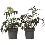 Plant in a Box črni bezeg - 4 kos - sambucus nigra 'black lace' - višina 25-40cm - ⌀17cm, (21757498) Cene