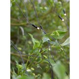 Markslöjd 108178-LED Spoljašnja božićna zavesa GARDEN24 160xLED/24V 2x2m topla bela | Eponuda.com