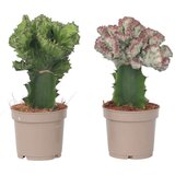 Plant in a Box mleček - 2 kos - euphorbia 'lactea' - višina 25-30cm - ⌀12cm, (21758248) Cene