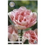  Cvjetne lukovice Tulipan Double Late Angelique (Roza, Botanički opis: Tulipa) | shoptok.hr