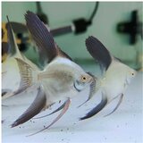 Akvarijum Centar bulgarian green seal point angelfis | ePonuda.com