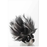  Plakat - Chihuahua 29.7x42 Bez okvira | shoptok.hr