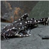 Akvarijum Centar Agamyxis pectinifrons - Agamiksis | ePonuda.com