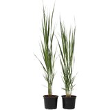 Plant in a Box trajno proso - 2 kos - panicum virgatum 'northwind' - višina 40-60cm - ⌀23cm, (21757818) | Shoptok.si