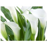  Tapeta - bunch of flowers - callas 350x270 | shoptok.hr