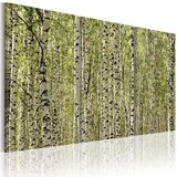  Slika - A forest of birch trees 60x40 Cijene