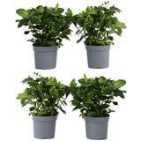 Plant in a Box navadna gardenija - 4 kos - gardenia jasminoides - višina 20-30cm - ⌀13cm, (21757867) Cene
