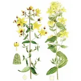 Kantarion (Hypericum perforatum), 100g