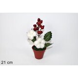  CVIJET PAMUKA U SAKSIJI | Eponuda.ba