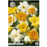  cvjetne lukovice Narcise Splitcrown Spleertkronig (Bijela, Botanički opis: Narcissus)