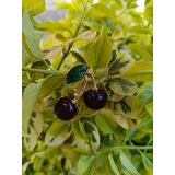Gusenica Broš model "cherry" | ePonuda.com