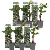 Plant in a Box vzpenjava hortenzija - 6 kos - hydrangea anomale petiolaris - V25-40cm - ⌀9cm, (21757501) Cene