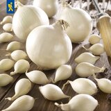 KIEPENKERL Zimska čebula "Snowball" - bela - 50 k. Cene