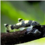 Akvarijum Centar Garra flavatra | ePonuda.com