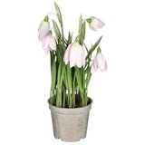  Umetna rastlina Močvirski tulipan (Zunanje dimenzije (Ø x V): 12 x 23 cm, Plastika) | Shoptok.si