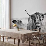  Foto tapeta - Highland Cattle 100x70 Vodootporna | shoptok.hr