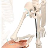 NEW HORIZON učni model človeškega okostja z gibljivimi sklepi - 45 cm Odprta Embalaža | Shoptok.si