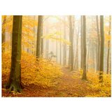  Tapeta - forest - autumn 200x154 | shoptok.hr