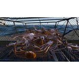 Misc Games Fishing: North Atlantic - Complete Edition (Playstation 4) | Shoptok.si