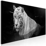  Slika - Shining Tiger (1 Part) Black and White Narrow 135x45 Cijene