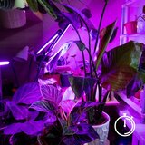  LED prigušiva lampa sa klipom za uzgoj biljaka VITARO 3xLED/10W/230V crna | Eponuda.com