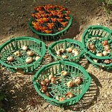Flora World Košarica za lukovice (Promjer: 22 cm, Plastika) Cijene
