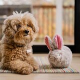 Play Pseća igračka Rabbit – | shoptok.hr