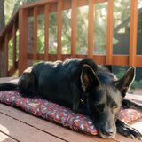 Play Smeđi putni krevetić za pse 50x75 cm Outdoor Chill Pad Mocha M – | shoptok.hr