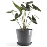Ecopots Round Coaster - siva - ∅ 37, višina 3,8 cm | Shoptok.si