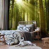  Foto tapeta - Pine forest – dense woodland in morning sunlight 343x256 | shoptok.hr