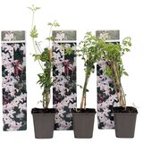Plant in a Box zvezdasti jasmin - 3 kos - trachelospermum jasminoides - višina 25-40cm - ⌀9cm, (21757499) Cene
